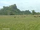 Limestone hill & padi field