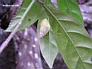 Amphidromus (Syndromus) on leaf